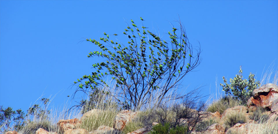 tree full of budgerigars
