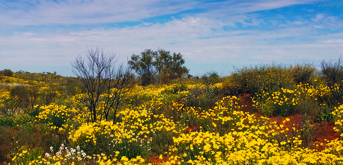 Simpson Desert Wildflowers